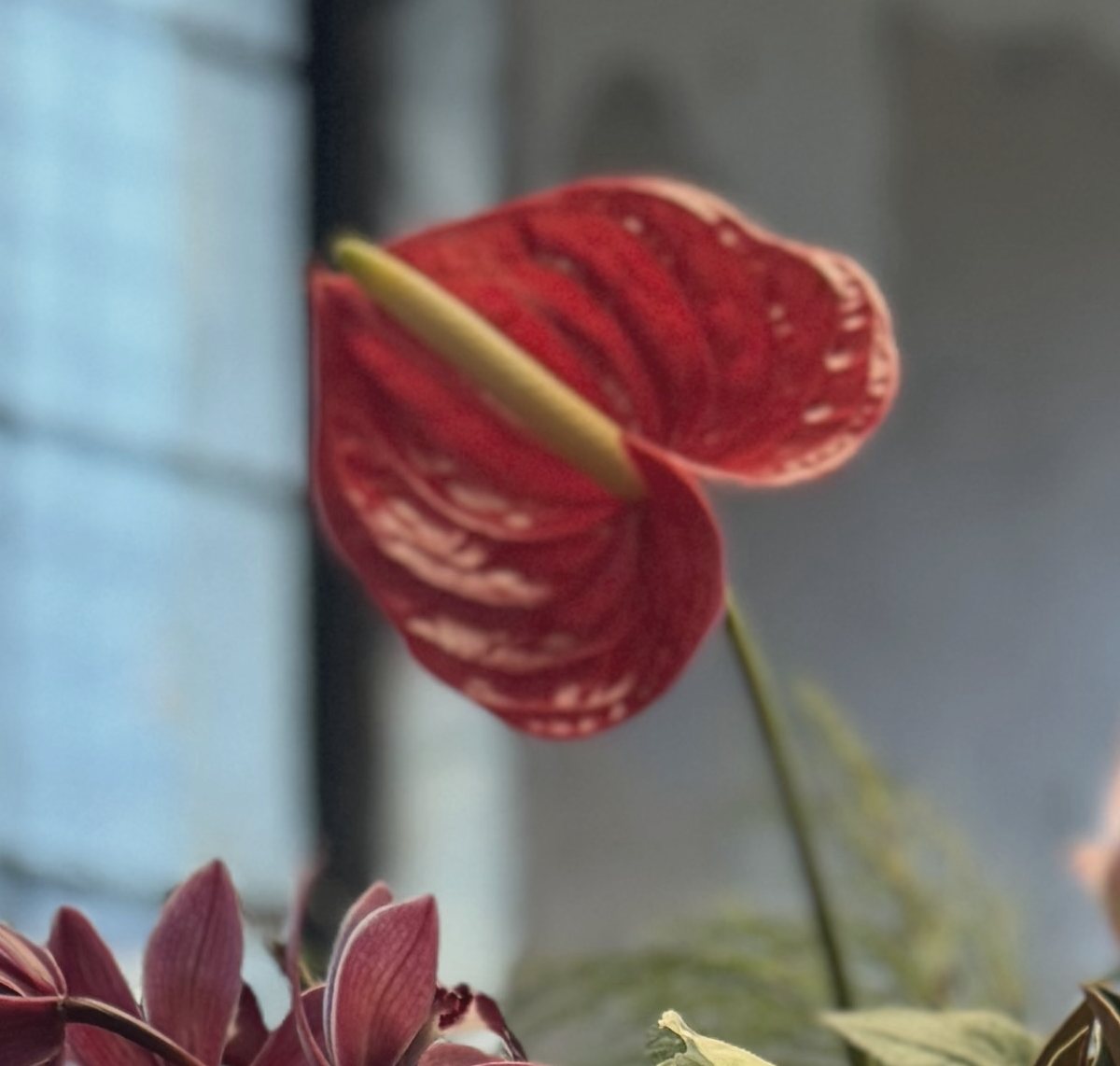 A red anthurium in soft window light
